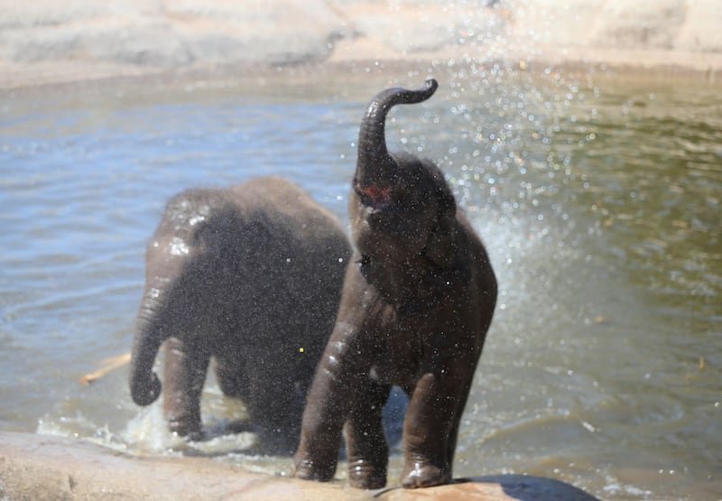 Elephants play in the water at Chester Zoo
