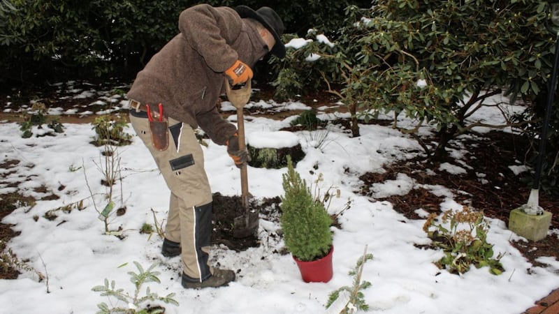 When planting conifers, shake out the root ball, this makes it easier for the plant to grow its roots into the new soil 