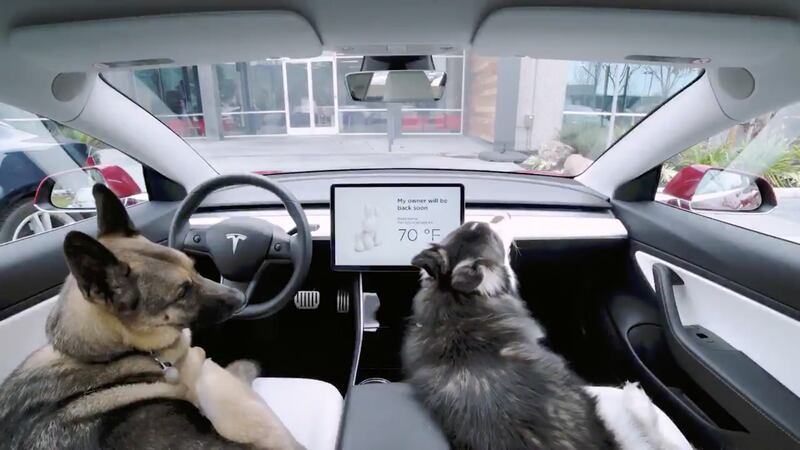 RSPCA and Blue Cross worry technology designed to let dogs remain cool in Teslas could fail and promotes wrong message