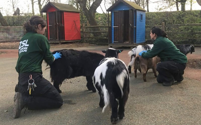 Handout photo issued by ZSL London Zoo of Pygmy goats at the locked down zoo which are being given extra attention from keepers after they realised the animals were missing being petted by visitors