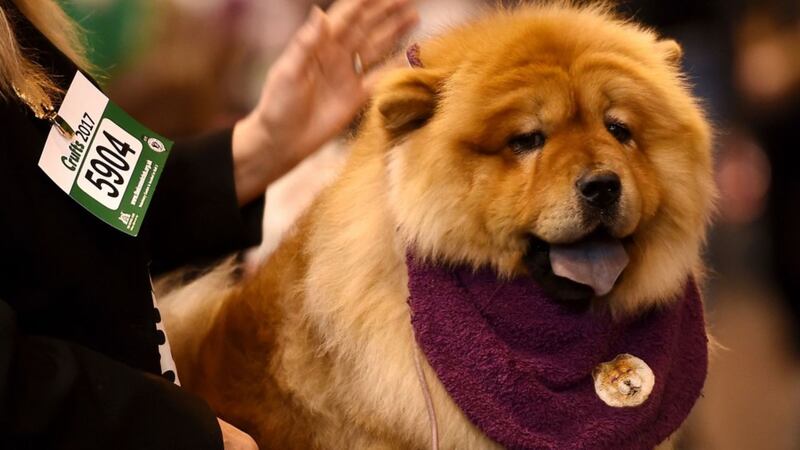 11 dogs at Crufts that are so extra it hurts