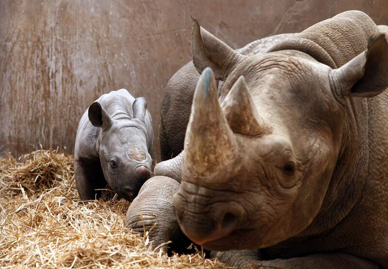 A baby black rhino with its mother 