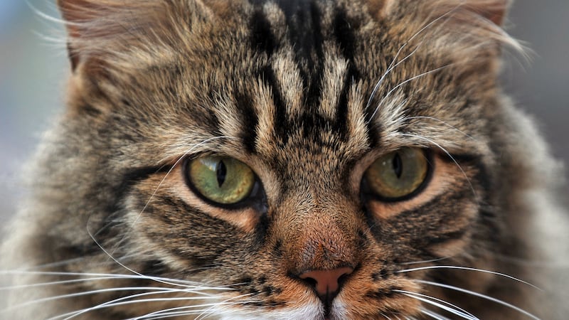 Aviva said dogs and cats have been behind more than 6,000 insurance claims
