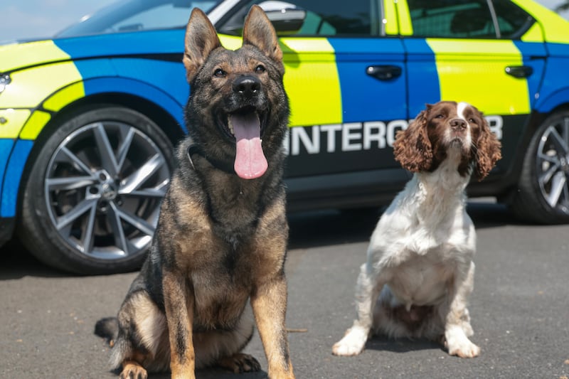 ‘The bite is a less lethal option’: PSNI dog handlers on the crucial role played by their canine crime-busters
