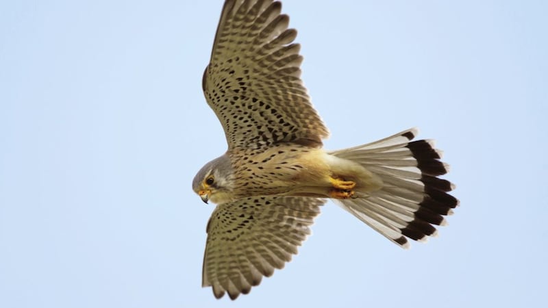 A kestrel (Falco tinnunculus), Hopkins&#39;s &quot;dapple-dawn-drawn Falcon&quot;, in flight 