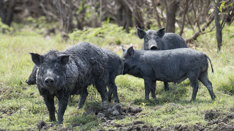 “Legit question for rural Americans — How do I kill 30-50 feral hogs that run into my yard within 3-5 mins while my small children play?”