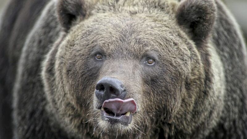 Bears look on as Wild Ireland, Dundrain, Burnfoot, Co. Donegal open after lockdown to the public Picture by Hugh Russell. 