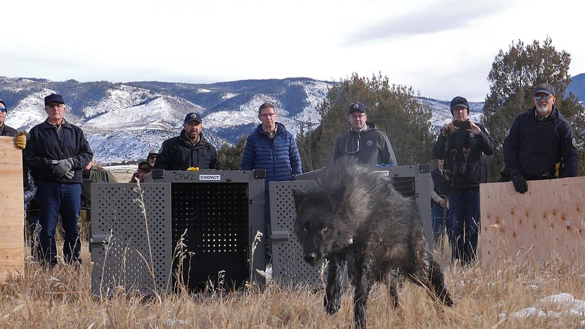 Wildlife officials release five grey wolves onto public land in Grand County (Colorado Natural Resources via AP)