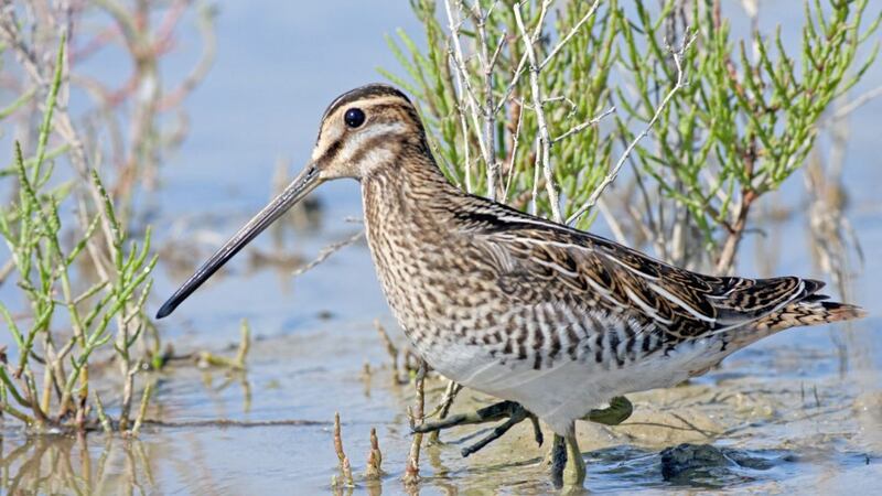 The common snipe, Gallinago gallinago, is a summer visitor to Ireland from western Europe and Africa 