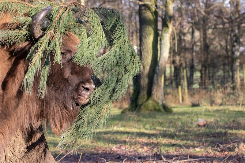 A European bison seen interacting with the upcycled Christmas trees at Knowsley Safari