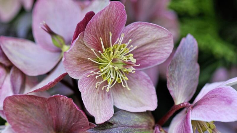 Hellebores come in a wide range of colours 