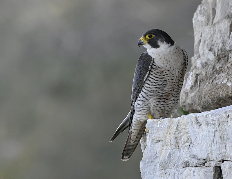 Peregrines are known for being one of the fastest animals in the world (Verity Hill/RSPB/PA)
