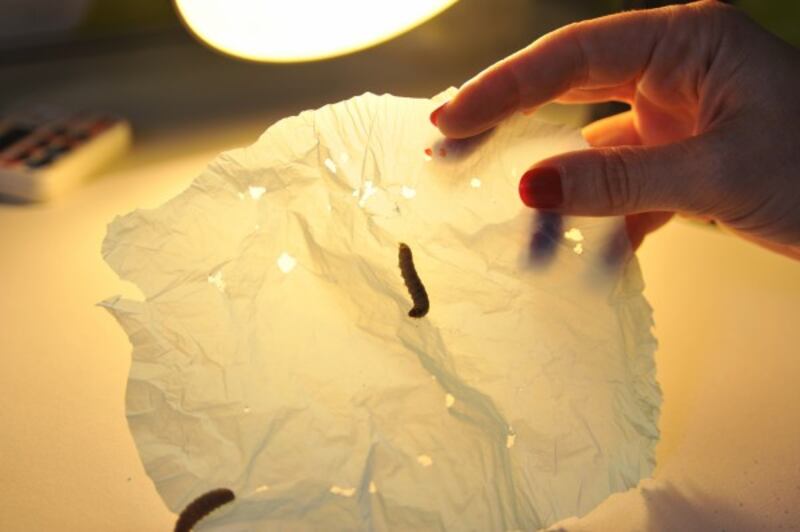 Wax worm caterpillars tucking into a piece of plastic.