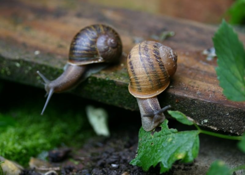 Snails Jeremy and Lefty