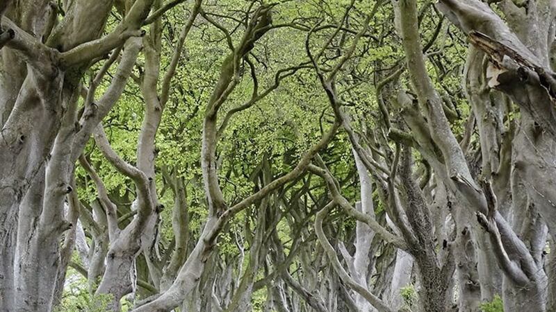 The Dark Hedges in Ballymoney, Co Antrim was the most visited location for Game of Thrones fans 