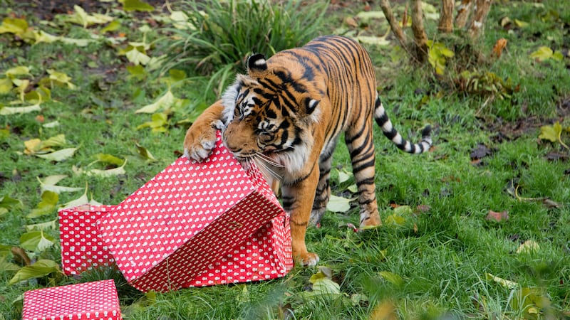 Lemurs, tigers and squirrel monkeys received special gifts for the festive season from keepers at ZSL London Zoo.