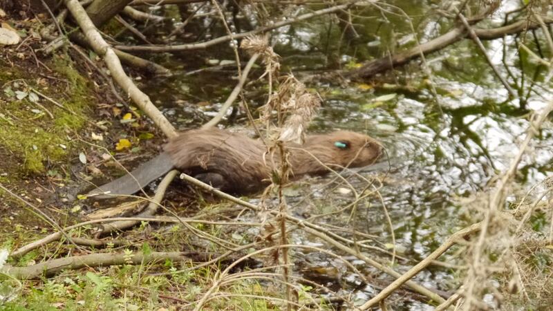 Two pairs of beavers were successfully reintroduced at Wild Ken Hill, near Heacham on the north Norfolk coast, last year.