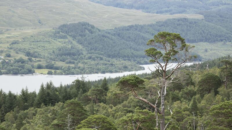 The moment was caught by a webcam installed by the Woodland Trust at Loch Arkaig.