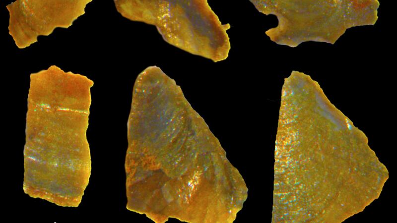 Tiny shell fossils show evidence of warm waters around the UK 500 million years ago