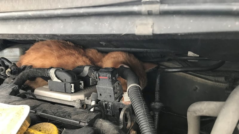 Tatty, a male ginger cat, ended up getting stuck behind two separate engines in one afternoon.