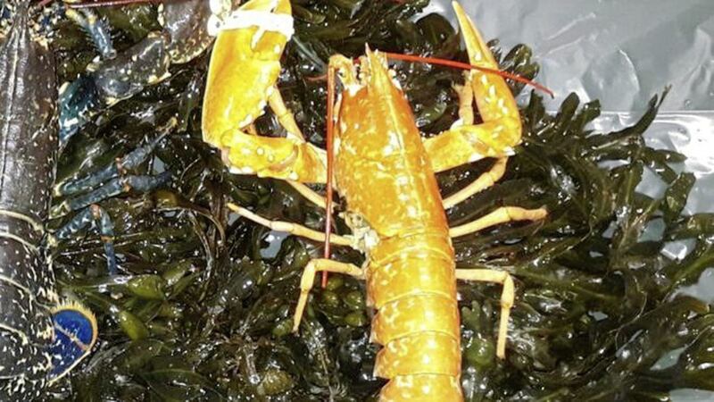 The orange lobster now on display at Exploris Aquarium in Portaferry. Picture by Exploris Aquarium 