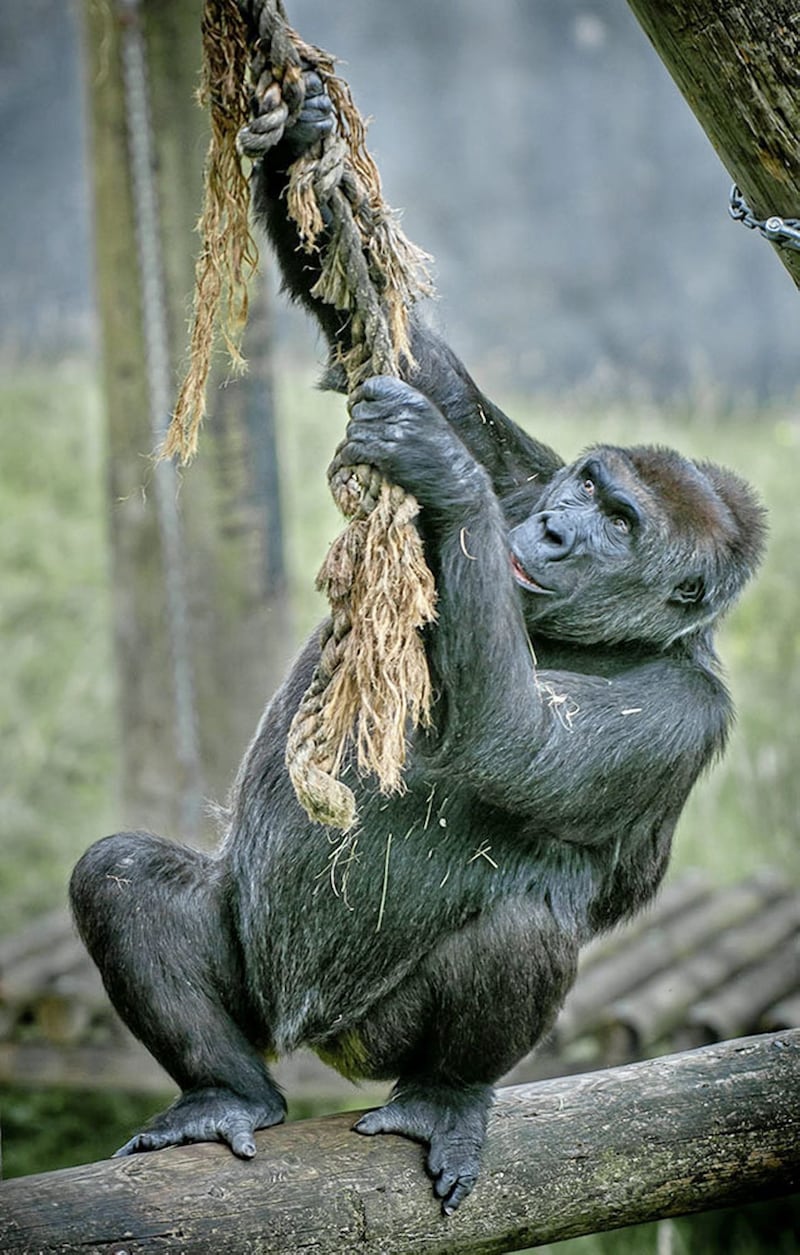 Western Lowland Gorilla by Sarah O&#39;Caithan. One of the prize-winning snaps entered in the Belfast Zoo&rsquo;s annual photographic competition 