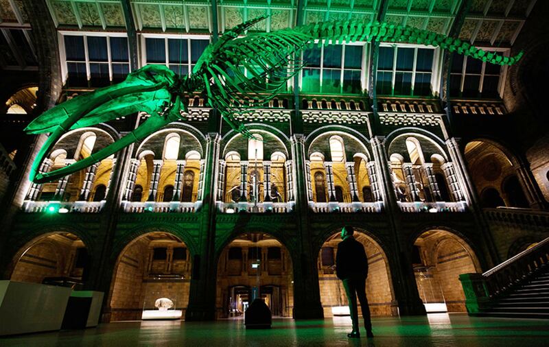 The blue whale skeleton at London's Natural History Museum has also gone green&nbsp;