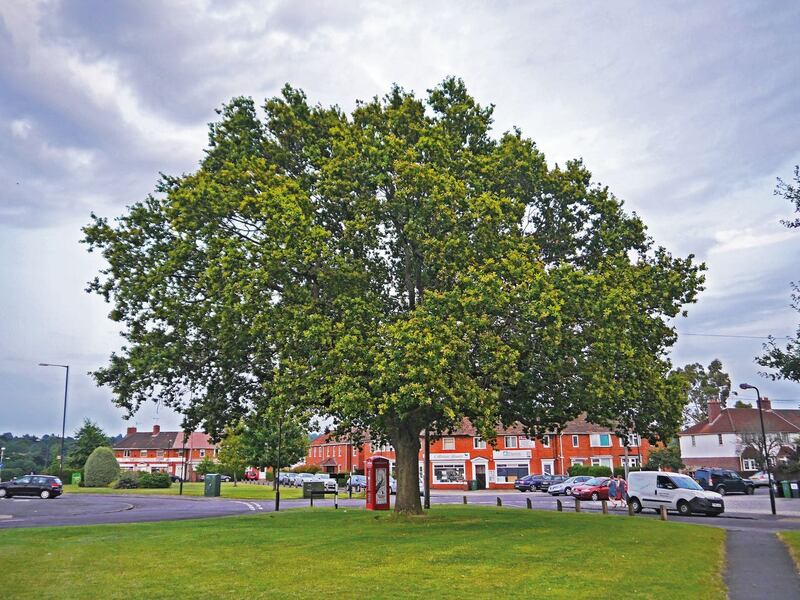 Tree of the Year contenders