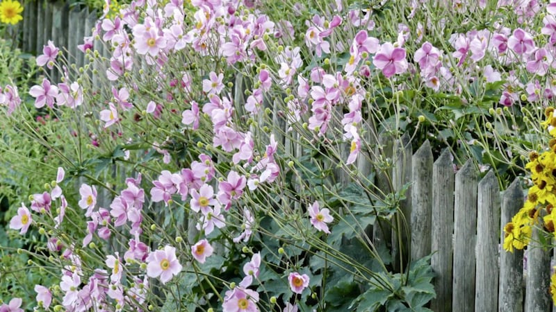 Japanese anemone grow to 1.2m tall and are also total garden thugs 