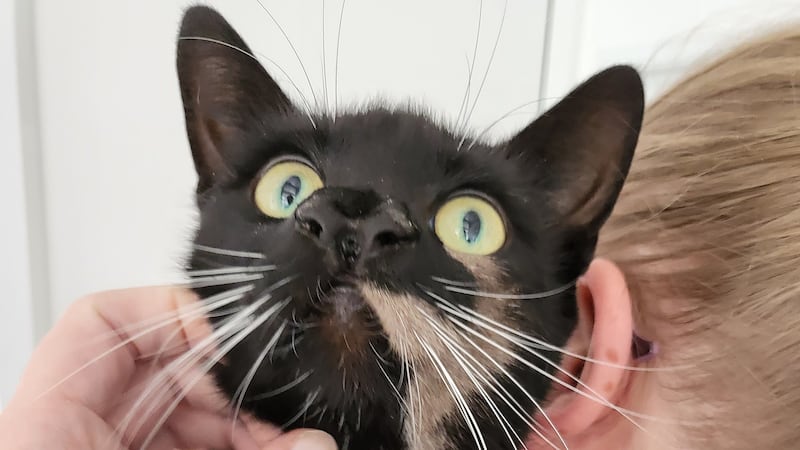 A cat with two noses has been deemed ‘one-of-a-kind’ by an adoption centre (Cats Protection)