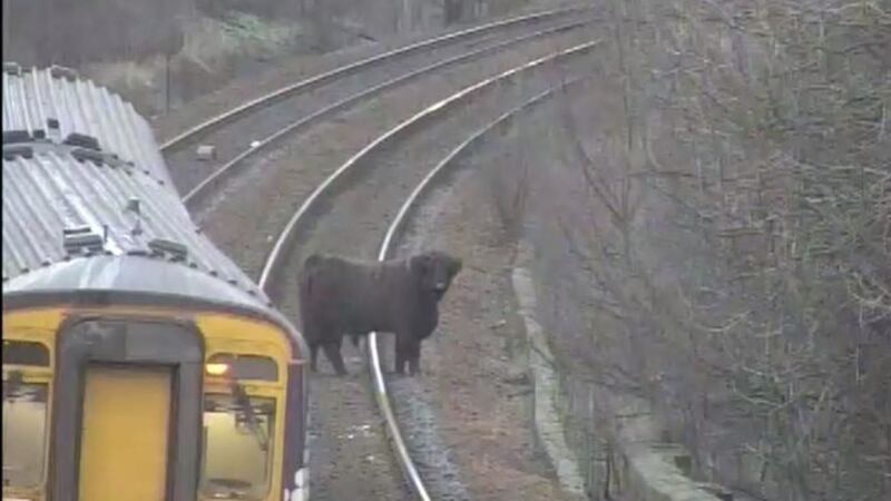The animal was spotted on the line at Pollokshaws West, near Pollok Country Park, in Glasgow on Tuesday morning.