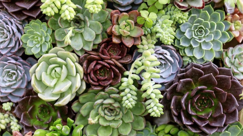 You can make great use of succulents outdoors &ndash; but they will need shelter from heavy rain 