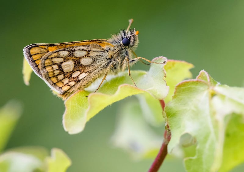The forest has been restored to support the butterfly (Adam Gor/Butterfly Conservation/PA)