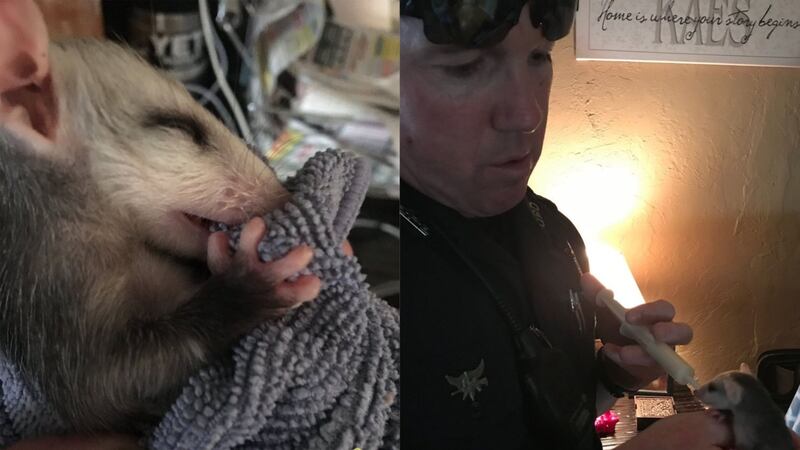 A Massachusetts officer took in the creature after wildlife centres were unavailable to take it.