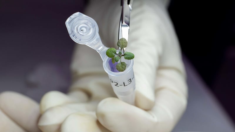 In the study researchers showed that the arabidopsis plant – thale cress – can successfully grow in soil collected during the Apollo missions.