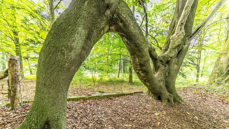 Beech saplings grafted into an ‘N’ to woo a sweetheart named Nellie is UK’s entry in the European Tree of the Year competition.