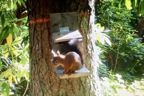Belfast Zoo red squirrels provide welcome boost to Montalto Estate   