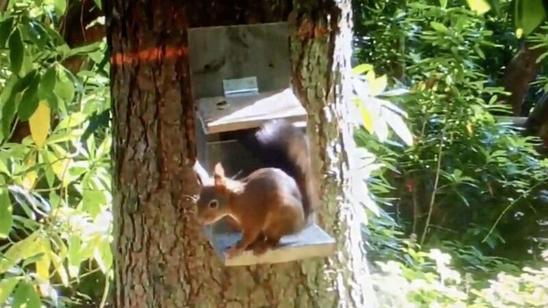 One of the Belfast-born red squirrels exploring their new surroundings at Montalto Estate 