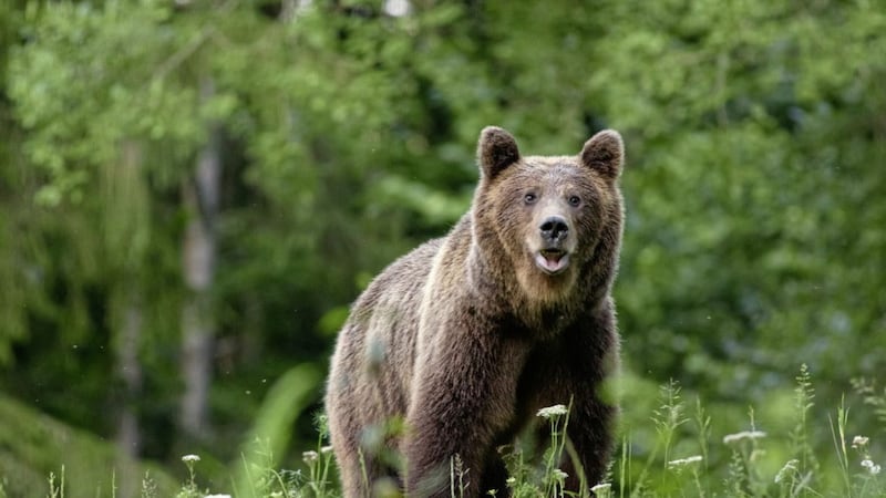 Brown bears roam the woods of Romania 