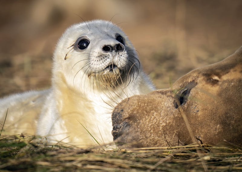A mother with her baby seal pup as grey seals return to Donna Nook National Nature Reserve in Lincolnshire, where they come every year in late October, November and December to give birth 