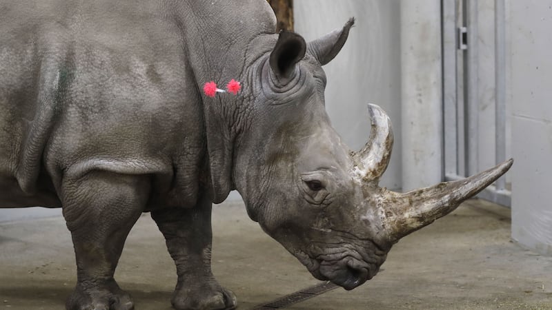 The procedure was performed last month on a southern white rhino at Chorzow Zoo in Poland.