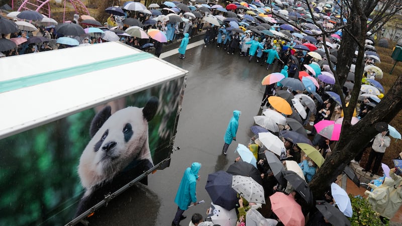 A vehicle carrying Fu Bao, the first giant panda born in South Korea, arrives for a farewell ceremony (AP Photo/Lee Jin-man)