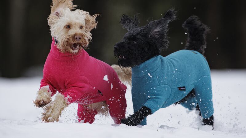 Cockapoos Luna (left) and Daisy play in the snow during a walk at Sixmilewater Park in Ballyclare, Northern Ireland