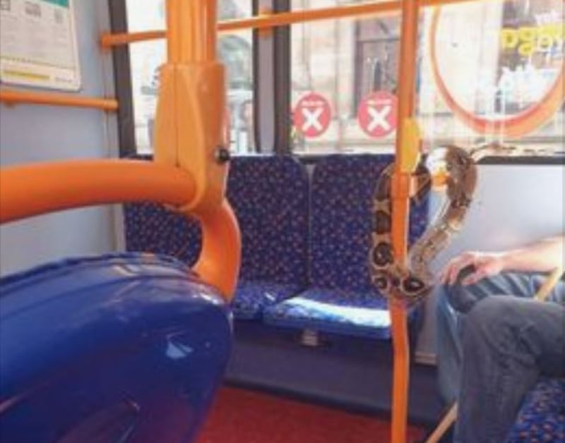 A man with a snake on a bus