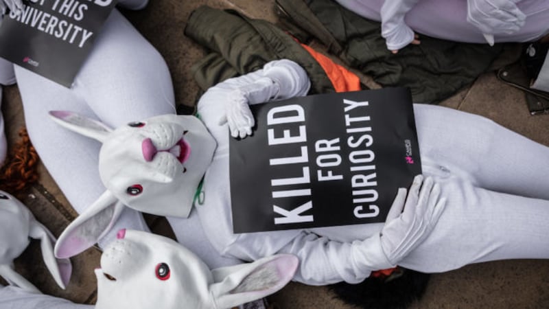 Animal Justice Project has highlighted the plight of laboratory animals in the run up to Easter.