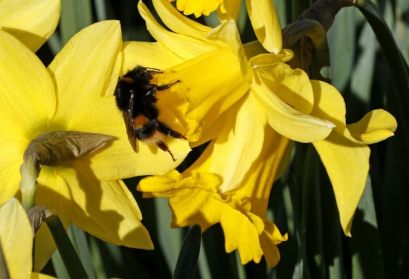 A bee buzzes around a daffodil