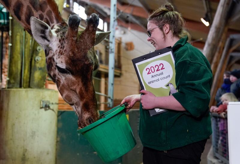 A keeper feeds a Giraffe as they are counted (Andrew Matthews/PA)