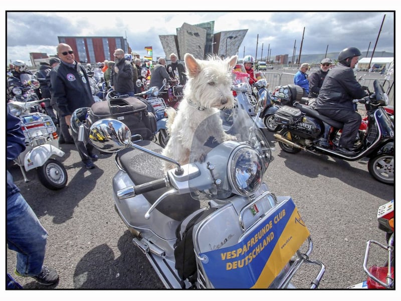 A dog takes up position on a Vespa bike as up to 2,000-3,000 Vespa enthusiasts arrive in Belfast for the the Vespa World Days event being held Belfast for the first time Picture by Mal McCann.