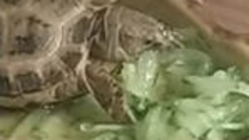 The Horsfield's tortoise which has been snatched during a burglary at knifepoint at a home in Strangford, Co Down