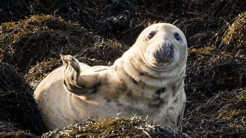 Grey seals are thriving in the sheltered waters of the largest sea inlet in the UK and Ireland.